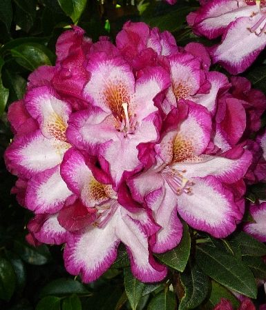 Рододендрон Миднайт Мистик (Rhododendron Midnight Mystique) гибридный