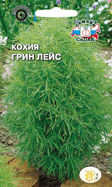 Семена цветов - Кохия Грин Лейс  0,3 гр.