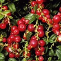 Брусника Ред Перл (Vaccinium vitis-idaea Red Pearl)