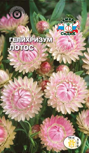Семена цветов - Гелихризум Лотос  0,2 гр.