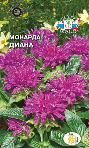 Семена цветов - Монарда Диана  0,1 гр.